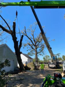 a large tree leaning against a house being removed by a crane
